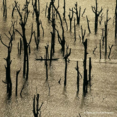 Guerlain Aqua Allegoria Forte Rosa Rossa Eau De Parfum – Image 7