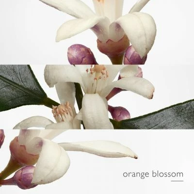 Hermès Eau De Narcisse Bleu Eau De Cologne – Image 5